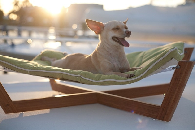 Animals that do not doubt its coolness