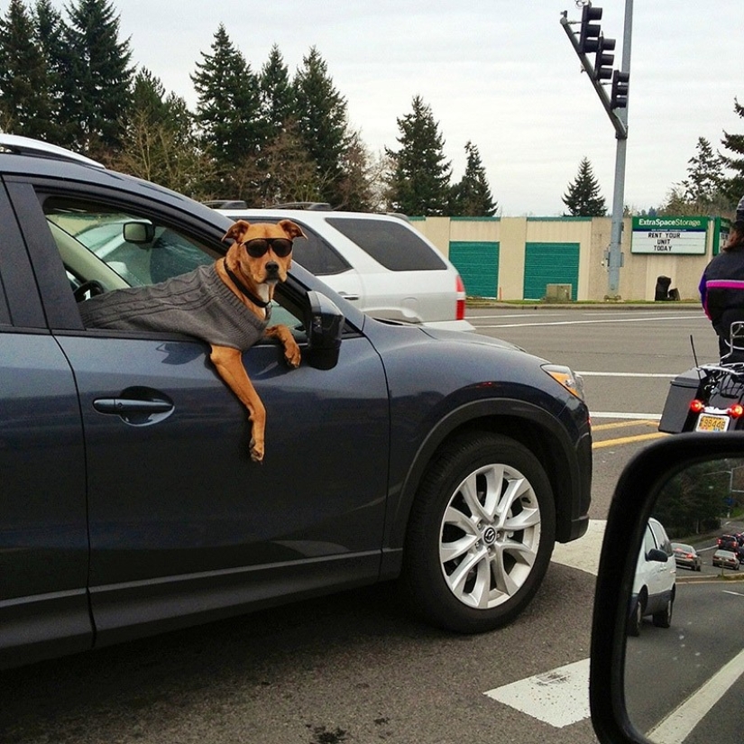 Animals that do not doubt its coolness