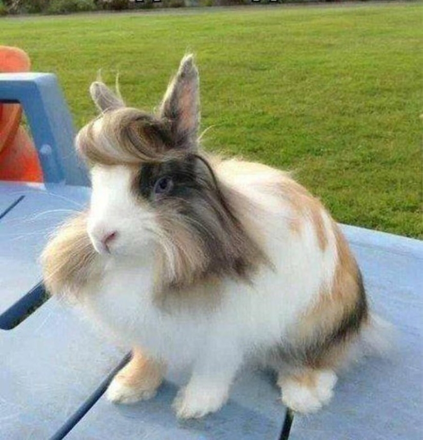 Animals that do not doubt its coolness