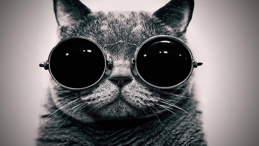 Animals that do not doubt its coolness