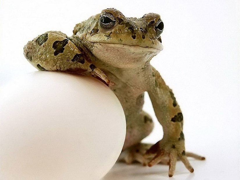 Animals that do not doubt its coolness