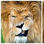 Animals that were not ready for a photo shoot Animals that were not ready for a photo shoot