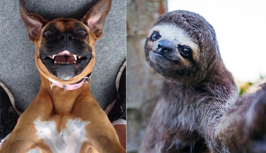 Animals that will teach you how to take selfies