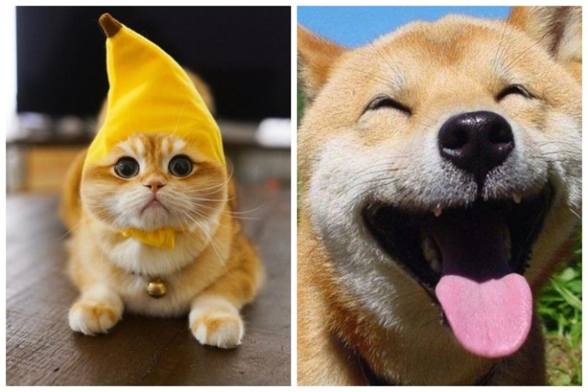 Another portion of mimicry that will lift your mood