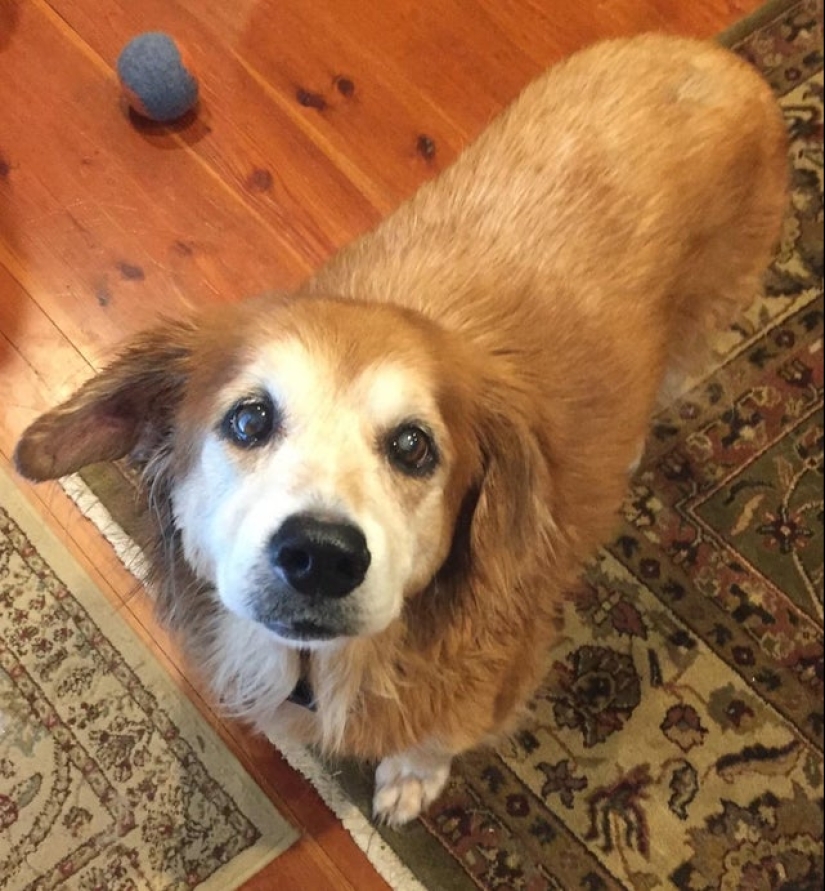 Another portion of mimicry that will lift your mood