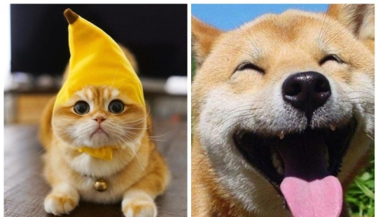 Another portion of mimicry that will lift your mood Another portion of mimicry that will lift your mood