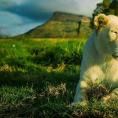 Apartments are not for the faint of heart: a cottage next to the lions is for rent Apartments are not for the faint of heart: a cottage next to the lions is for rent