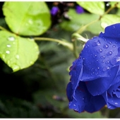 Are there blue roses? Are there blue roses?