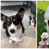 Artist Alison Gurney creates felt mini-replicas of animals Artist Alison Gurney creates felt mini-replicas of animals