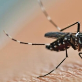 As the mosquito bites, and why a mosquito bite itches As the mosquito bites, and why a mosquito bite itches