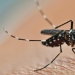 As the mosquito bites, and why a mosquito bite itches As the mosquito bites, and why a mosquito bite itches