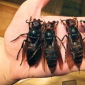 Asian hornets killer learn the continents and it is extremely dangerous for people Asian hornets killer learn the continents and it is extremely dangerous for people