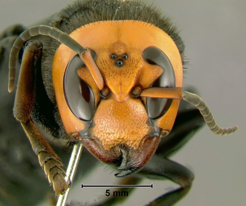 Asian hornets killer learn the continents and it is extremely dangerous for people