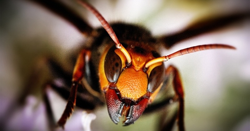 Asian hornets killer learn the continents and it is extremely dangerous for people