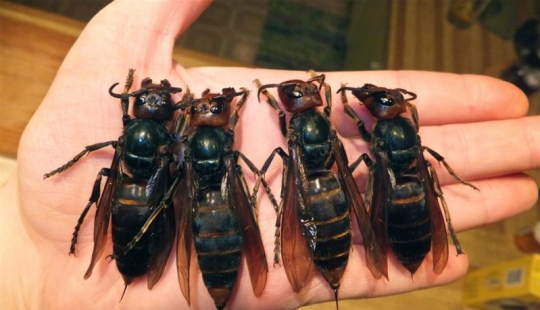 Asian hornets killer learn the continents and it is extremely dangerous for people