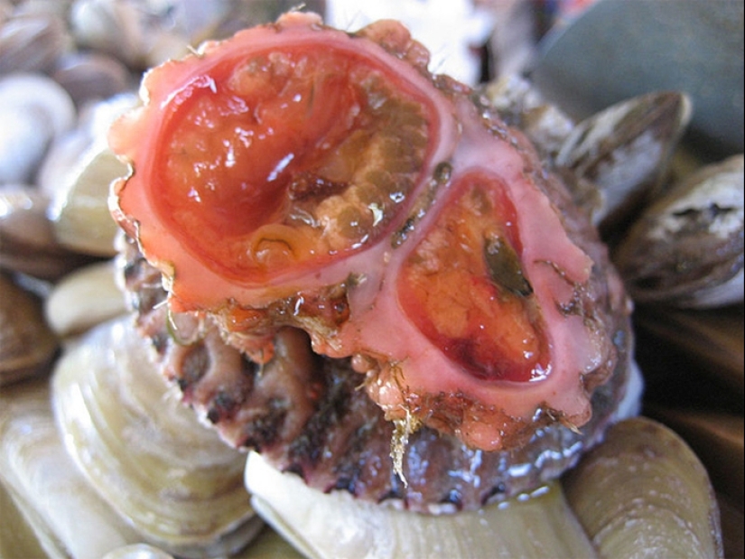 At the fish markets of Chile, you can buy a delicacy — live stones At the fish markets of Chile, you can buy a delicacy — live stones