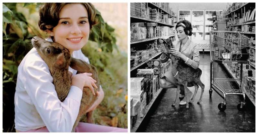 Audrey Hepburn and her fawn named Pippin