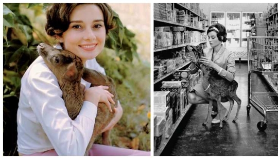 Audrey Hepburn and her fawn named Pippin