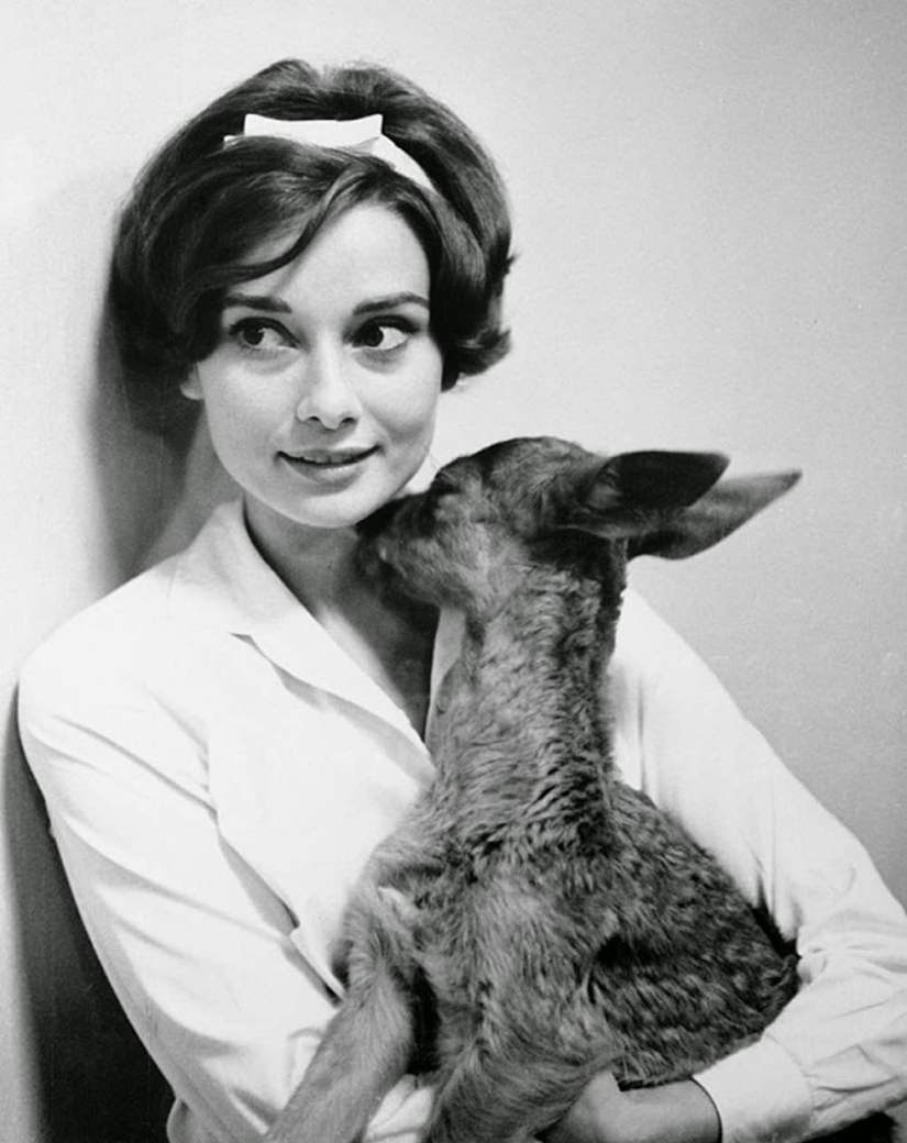 Audrey Hepburn and her fawn named Pippin