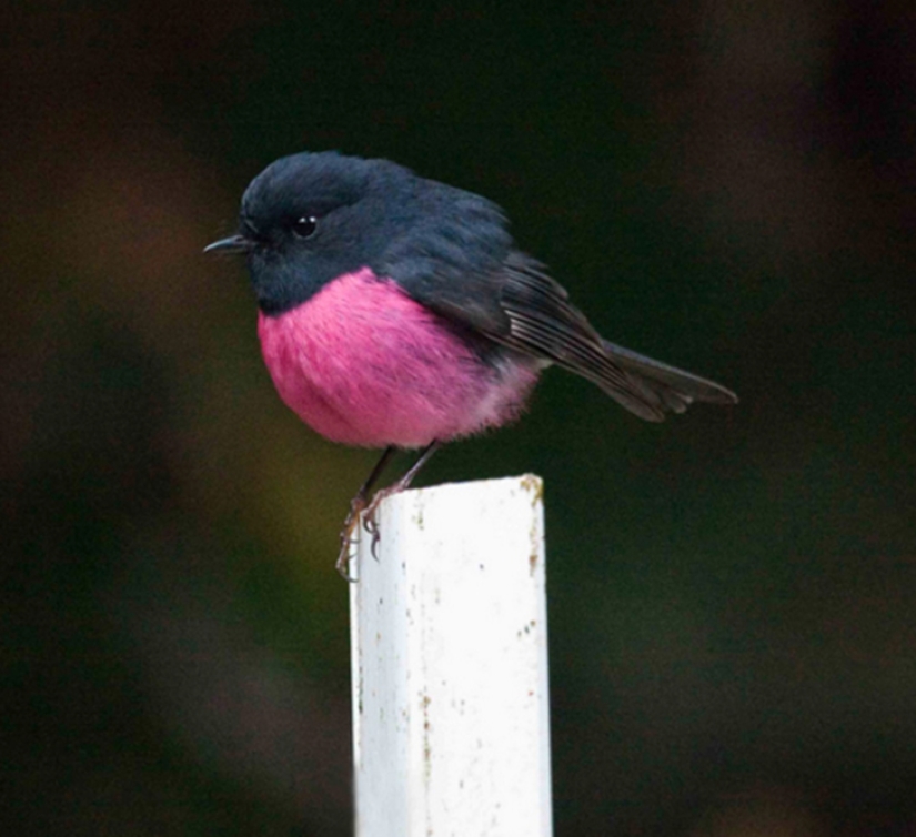 Australian animals that kill with their sweetness Australian animals that kill with their sweetness