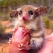 Australian animals that kill with their sweetness Australian animals that kill with their sweetness