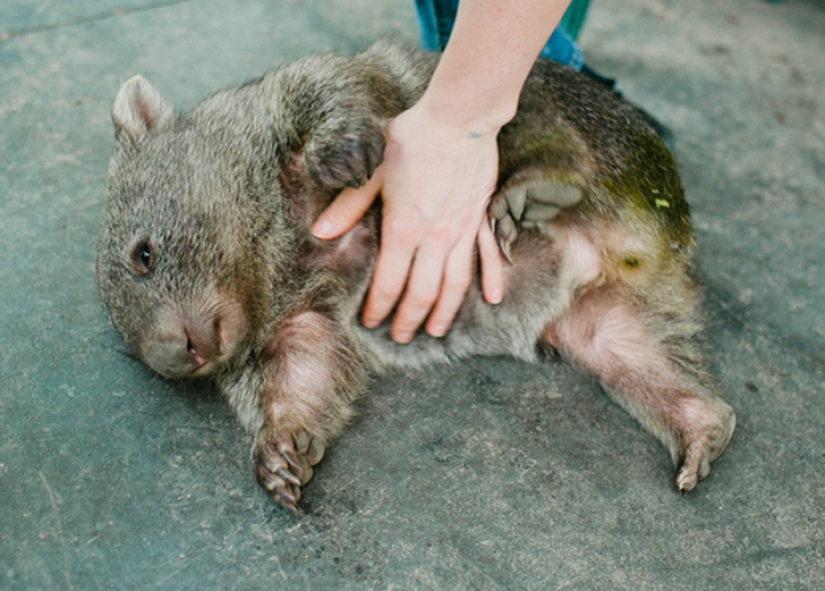 Australian animals that kill with their sweetness Australian animals that kill with their sweetness