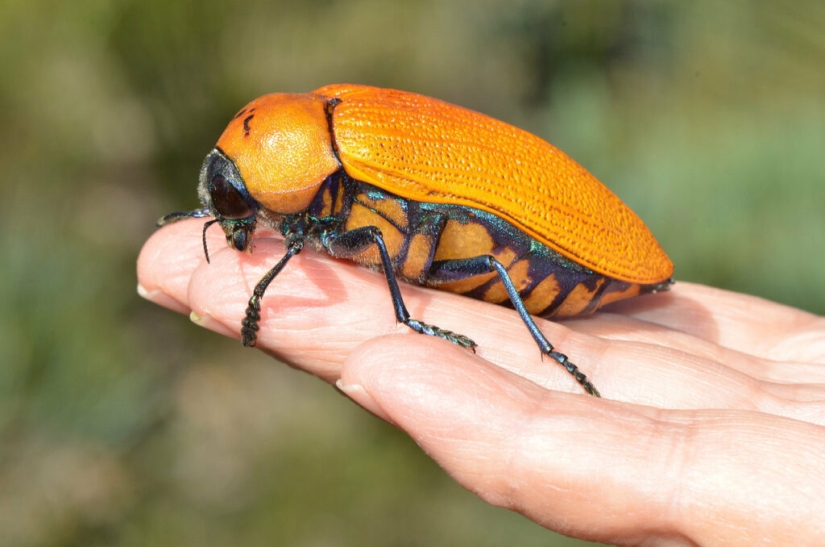 Australian golden beetles: when men prefer bottles to their ladies Australian golden beetles: when men prefer bottles to their ladies