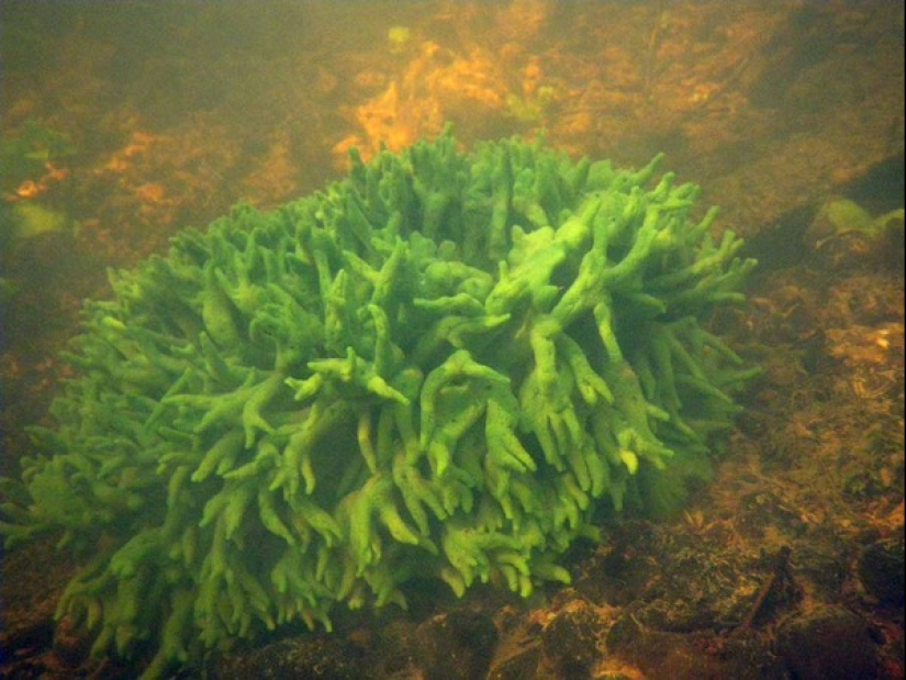 Badyaga: te salva de moretones, y ni siquiera sabes que no es una planta Badyaga: te salva de moretones, y ni siquiera sabes que no es una planta
