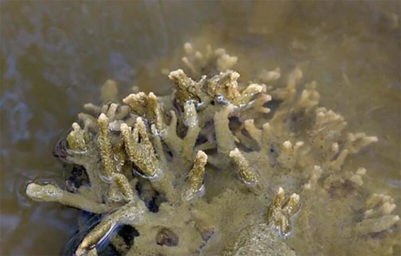 Badyaga: te salva de moretones, y ni siquiera sabes que no es una planta Badyaga: te salva de moretones, y ni siquiera sabes que no es una planta