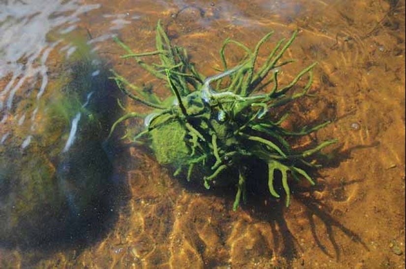 Badyaga: te salva de moretones, y ni siquiera sabes que no es una planta Badyaga: te salva de moretones, y ni siquiera sabes que no es una planta