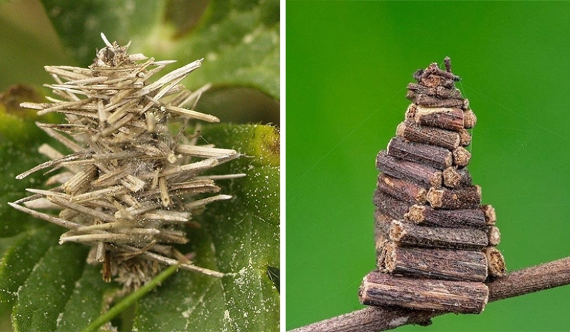 Bagworm caterpillar: a small miracle in a case
