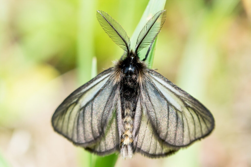 Bagworm caterpillar: a small miracle in a case