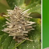 Bagworm caterpillar: a small miracle in a case Bagworm caterpillar: a small miracle in a case
