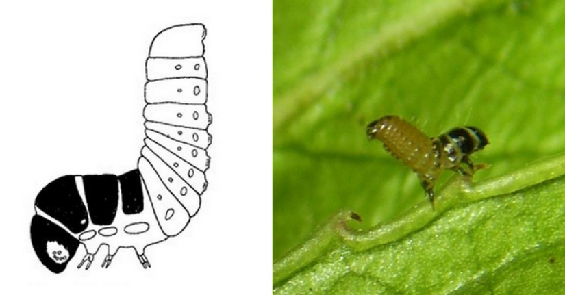 Bagworm caterpillar: a small miracle in a case