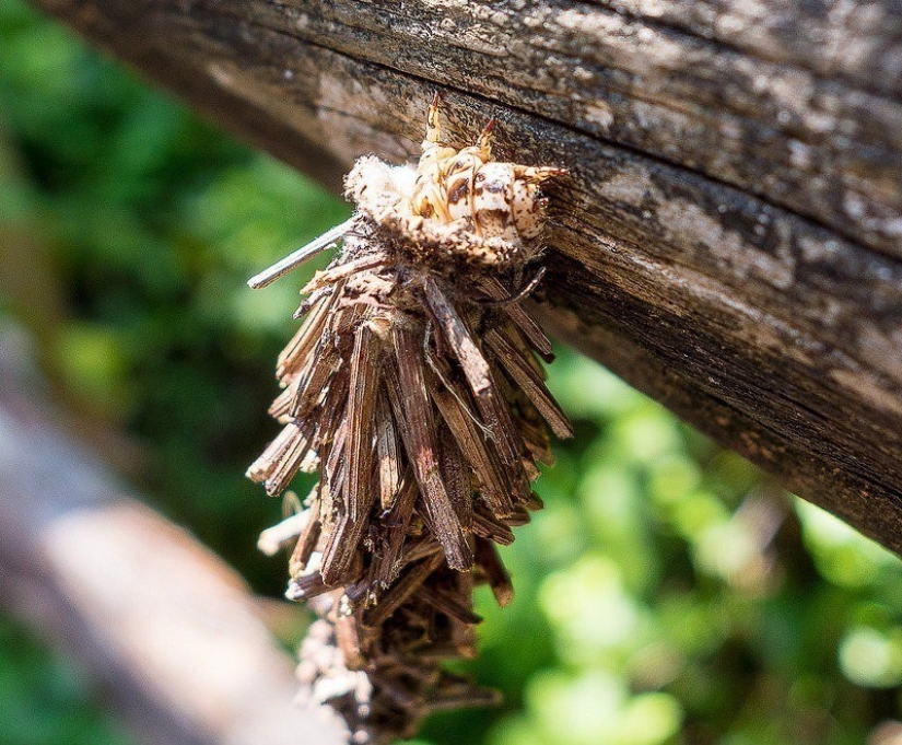Bagworm caterpillar: a small miracle in a case