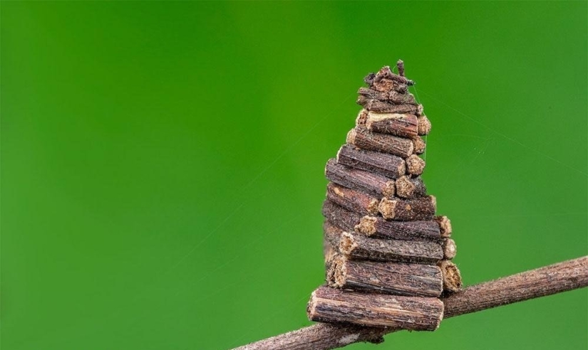 Bagworm caterpillar: a small miracle in a case