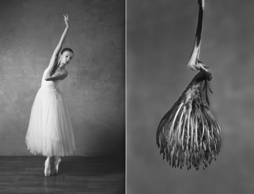 Ballerina and flowers: a photo series about the similarity of the two grace Ballerina and flowers: a photo series about the similarity of the two grace