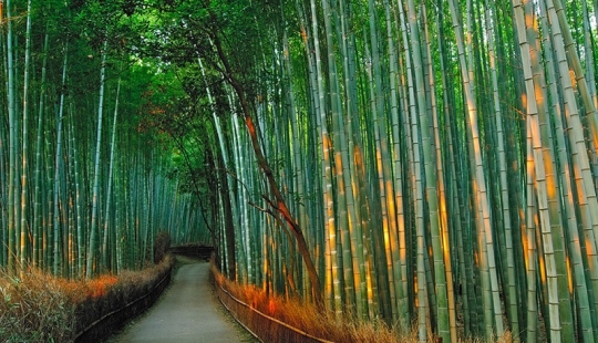 Bamboo corridor at the foot of the mountain in Kyoto Bamboo corridor at the foot of the mountain in Kyoto