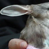 Bandicoots are cute Australian animals with a difficult fate Bandicoots are cute Australian animals with a difficult fate