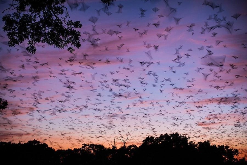 Bat migration
