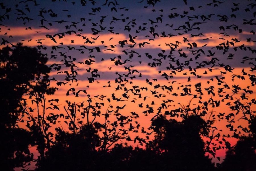 Bat migration