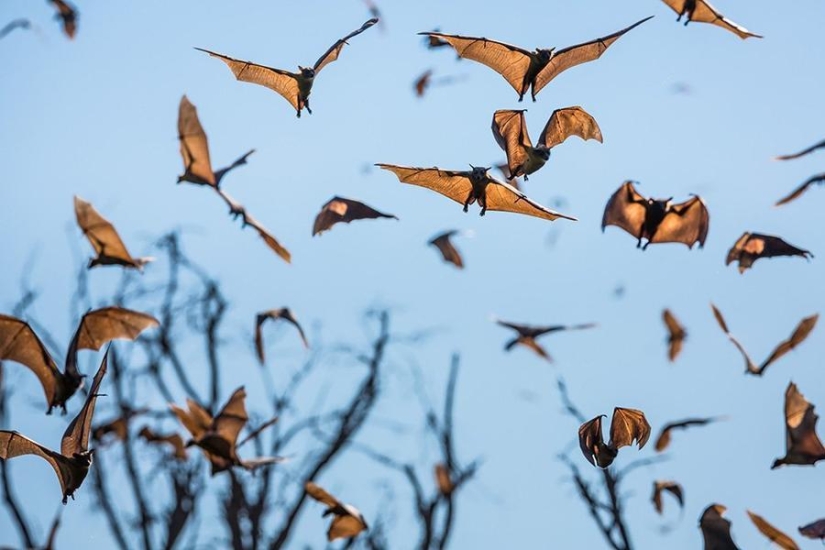 Bat migration