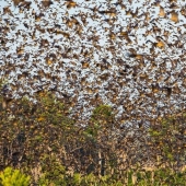 Bat migration Bat migration