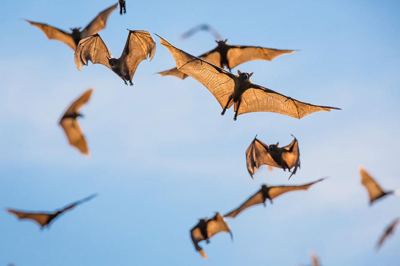 Bat migration