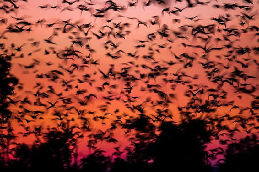 Bat migration