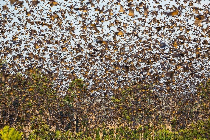 Bat migration
