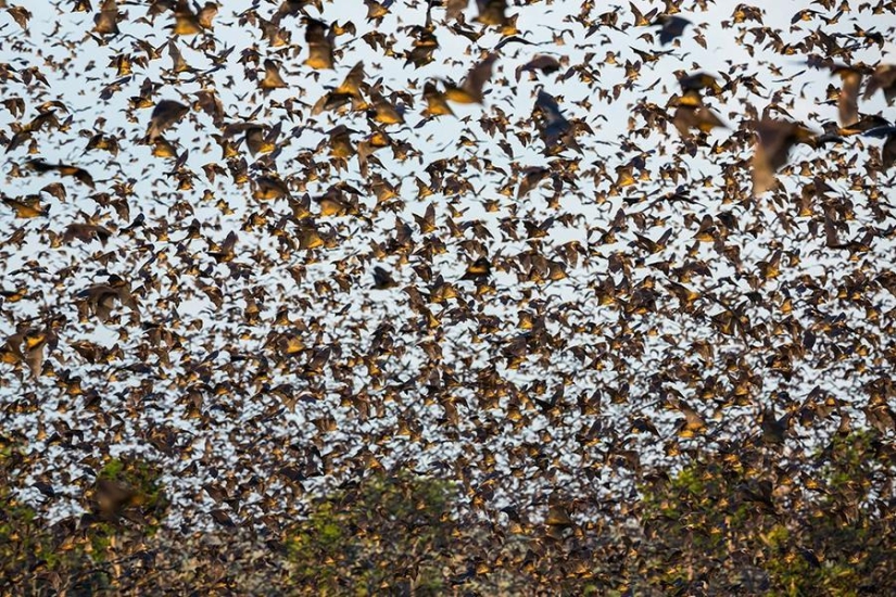 Bat migration