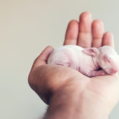 Be careful, the mimimeter gap: a photo shoot of a newborn rabbit Be careful, the mimimeter gap: a photo shoot of a newborn rabbit
