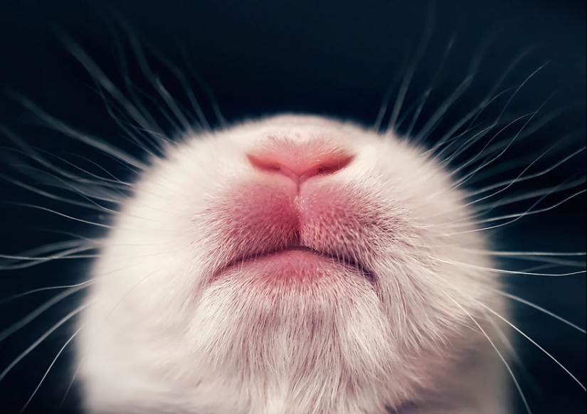 Be careful, the mimimeter gap: a photo shoot of a newborn rabbit
