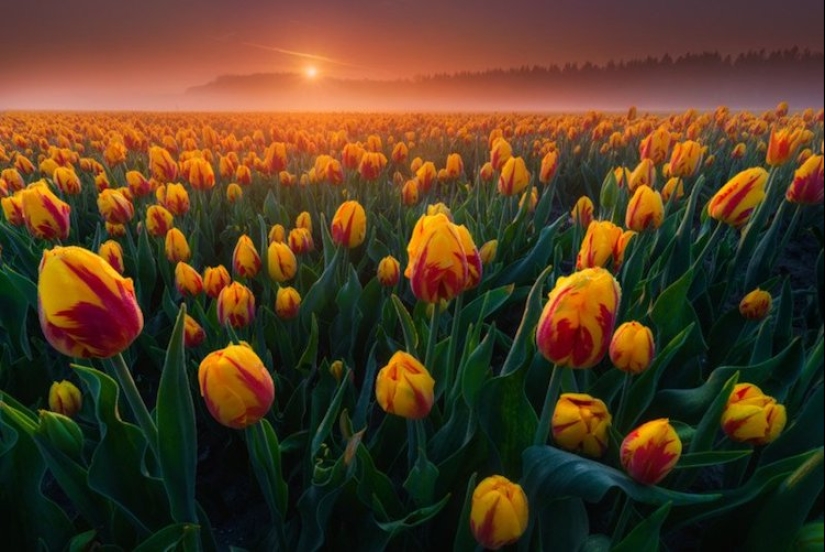 "Be patient with photos": a professional photographer reveals the secret of perfect shots